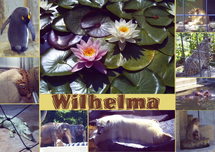 wilhelma-kl1c2