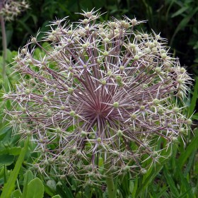 Riesen-"Pusteblume" - und was ist es nun wirklich?