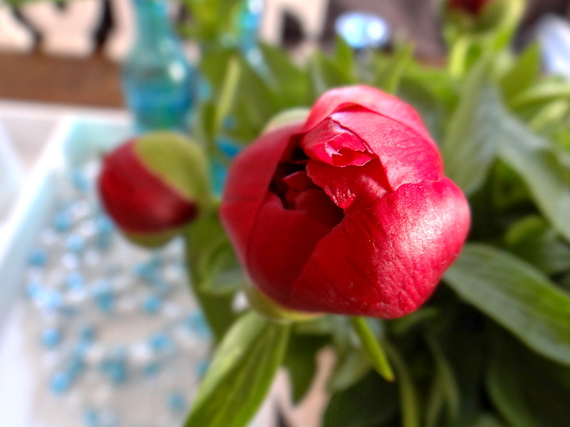 Wenn es auf dem Wochenmarkt keine Blumen und schon gar keine Pfingstrosen gibt, dann eben auf dem Flohmarkt ;-)