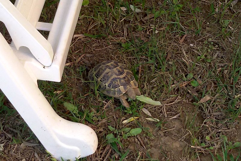 Auch die Schildkröten dürfen mitessen